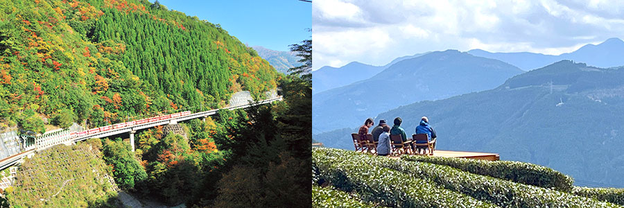 川根本町の紅葉の山と茶畑の景色