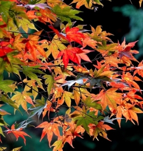 紅葉