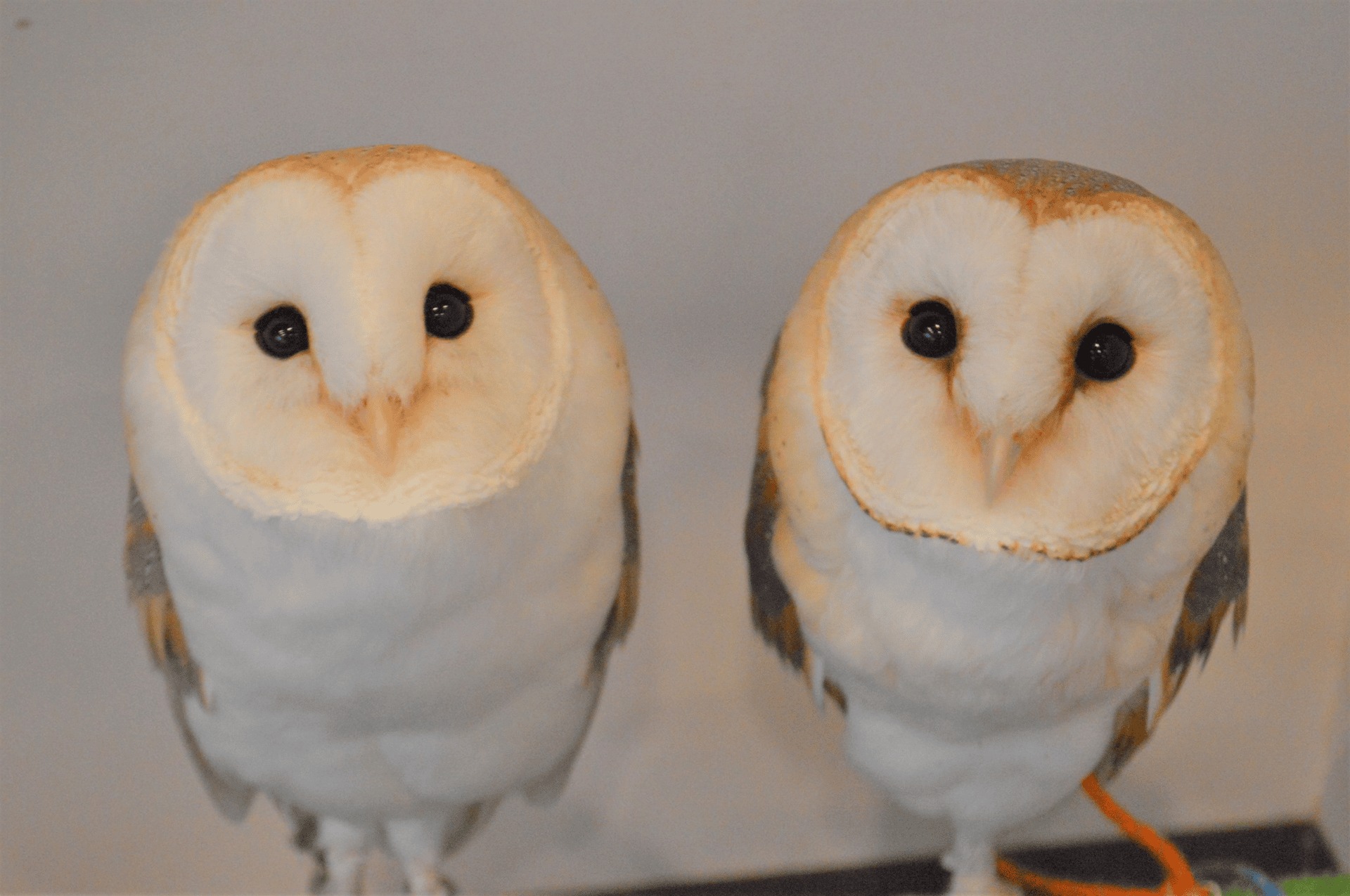 渋谷スクランブル交差点