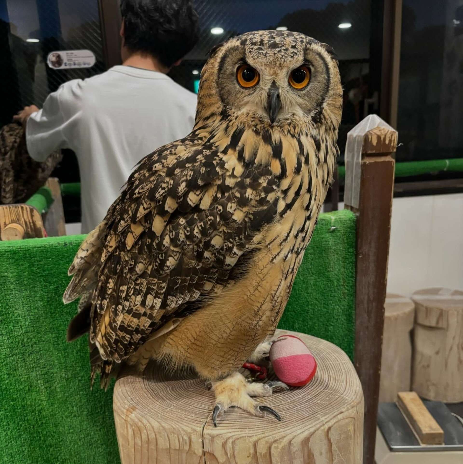 東京ウォーキング1日