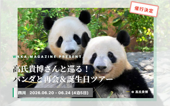四川パンダ再会・誕生日ツアー