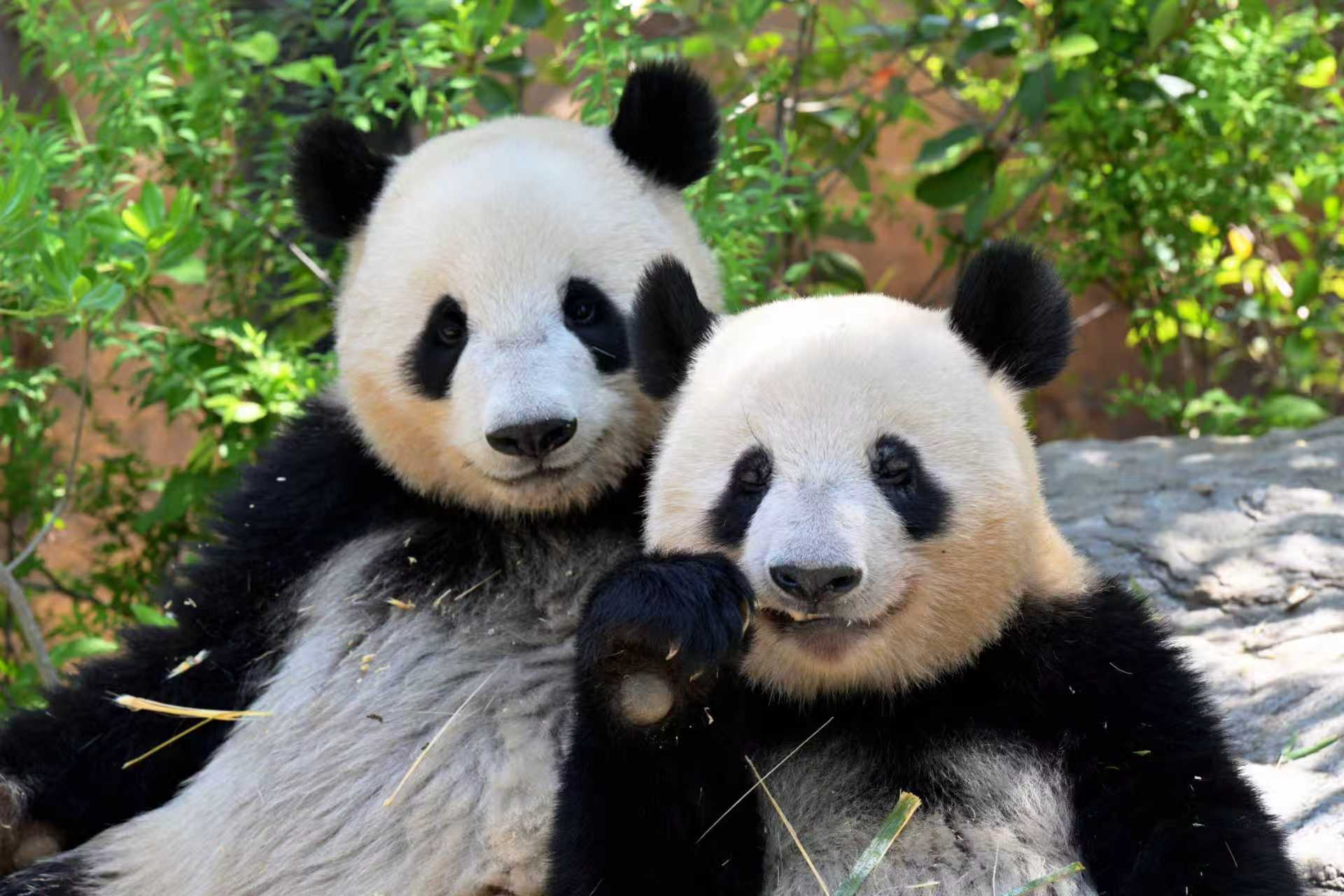 Main Panda